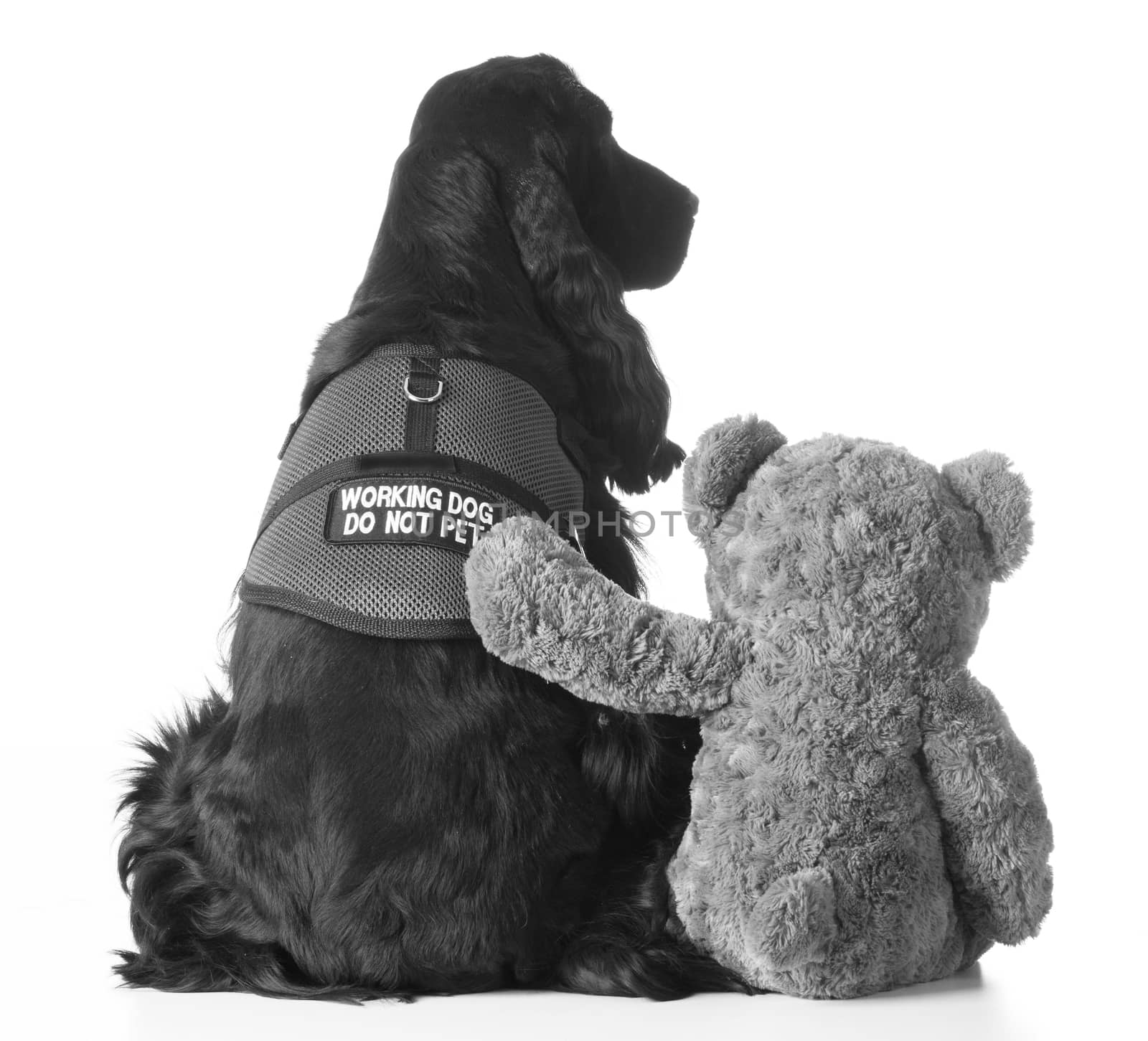 therapy dog sitting beside teddy bear on white background