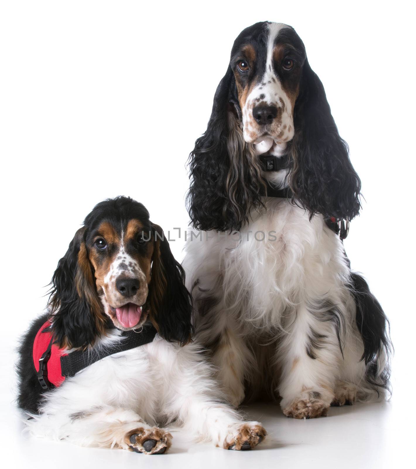 service dogs - two english cocker spaniels wearing vests on white background