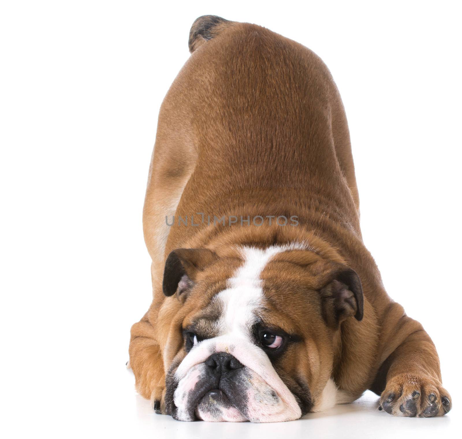 dog bowing - bulldog puppy with bum up in the air on white background
