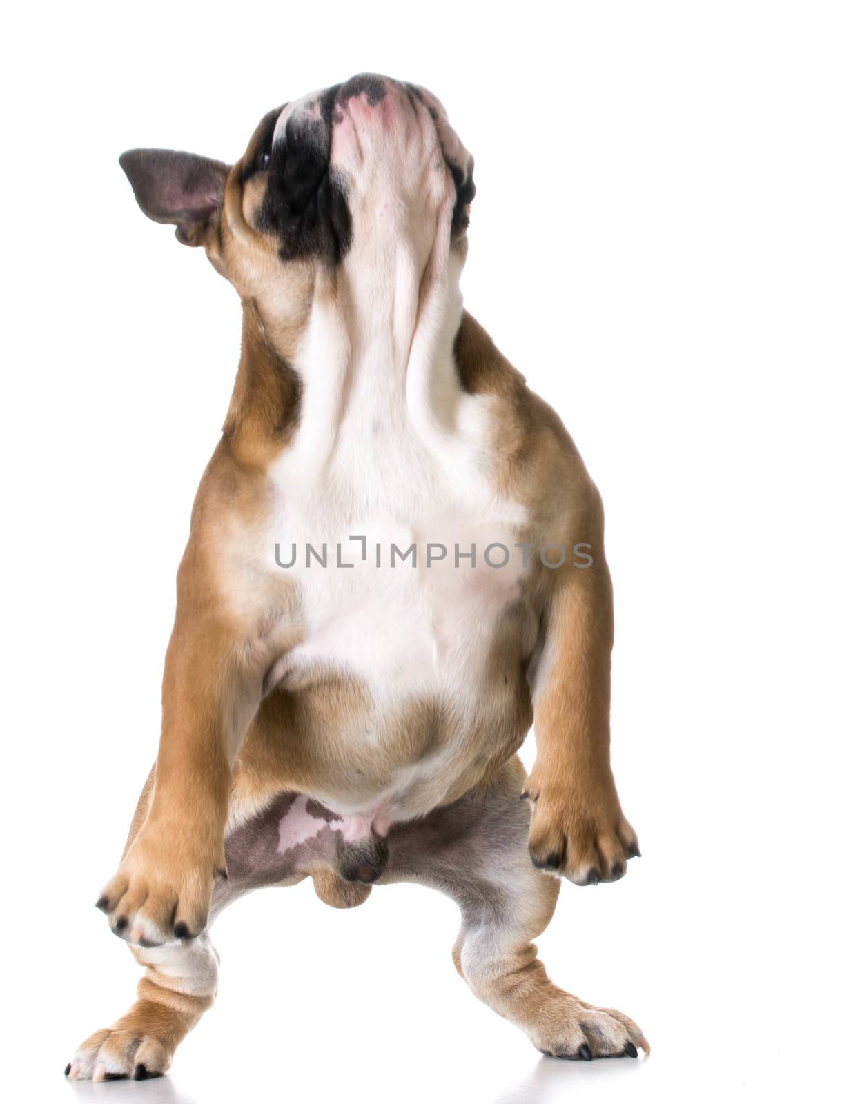 bulldog jumping up on back legs on white background