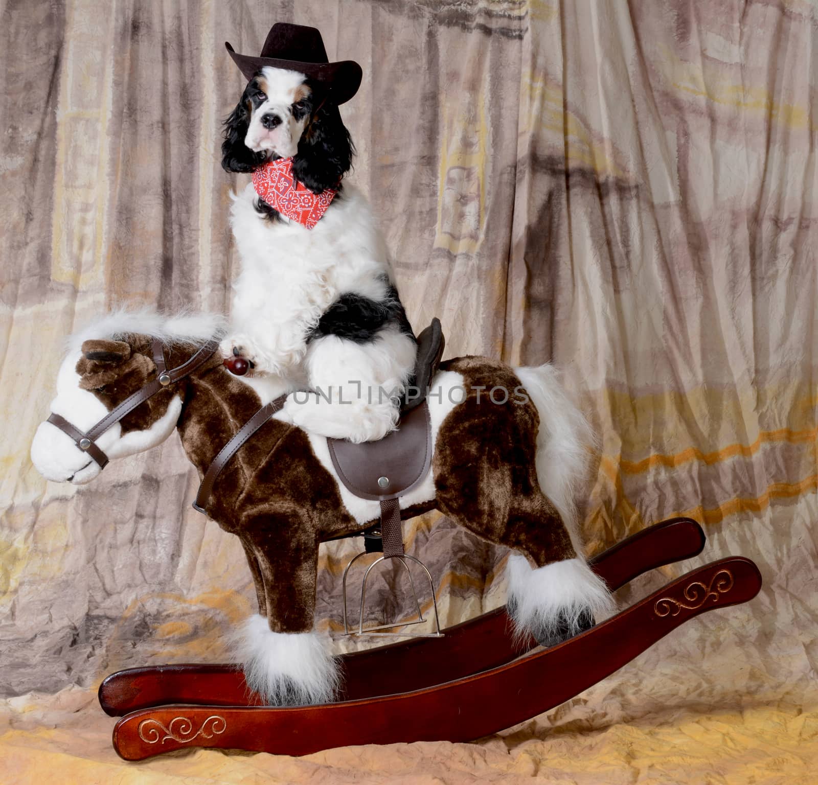 western dog - american cocker spaniel riding a toy rocking horse 