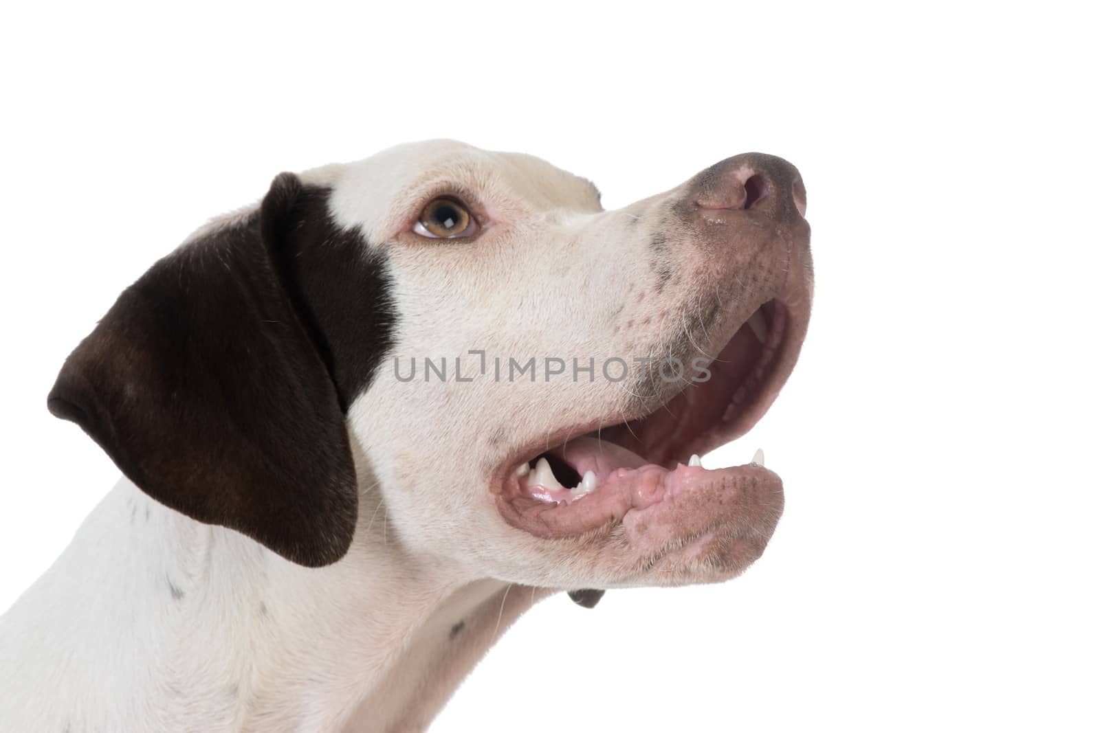 pointer puppy looking up on white background