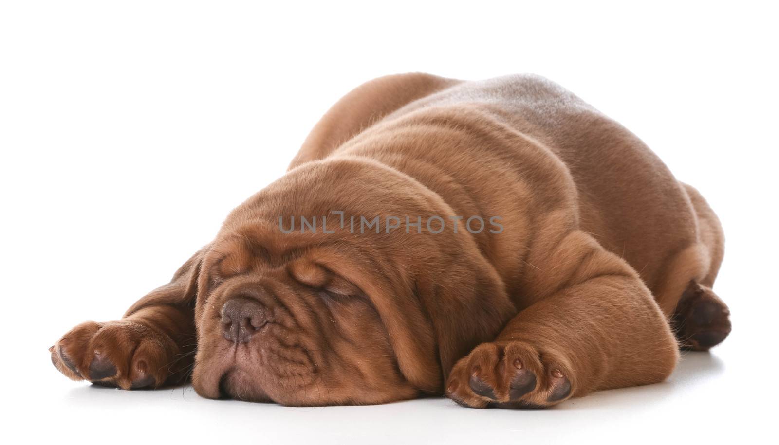 dogue de bordeaux puppy laying down on white background - 5 weeks old