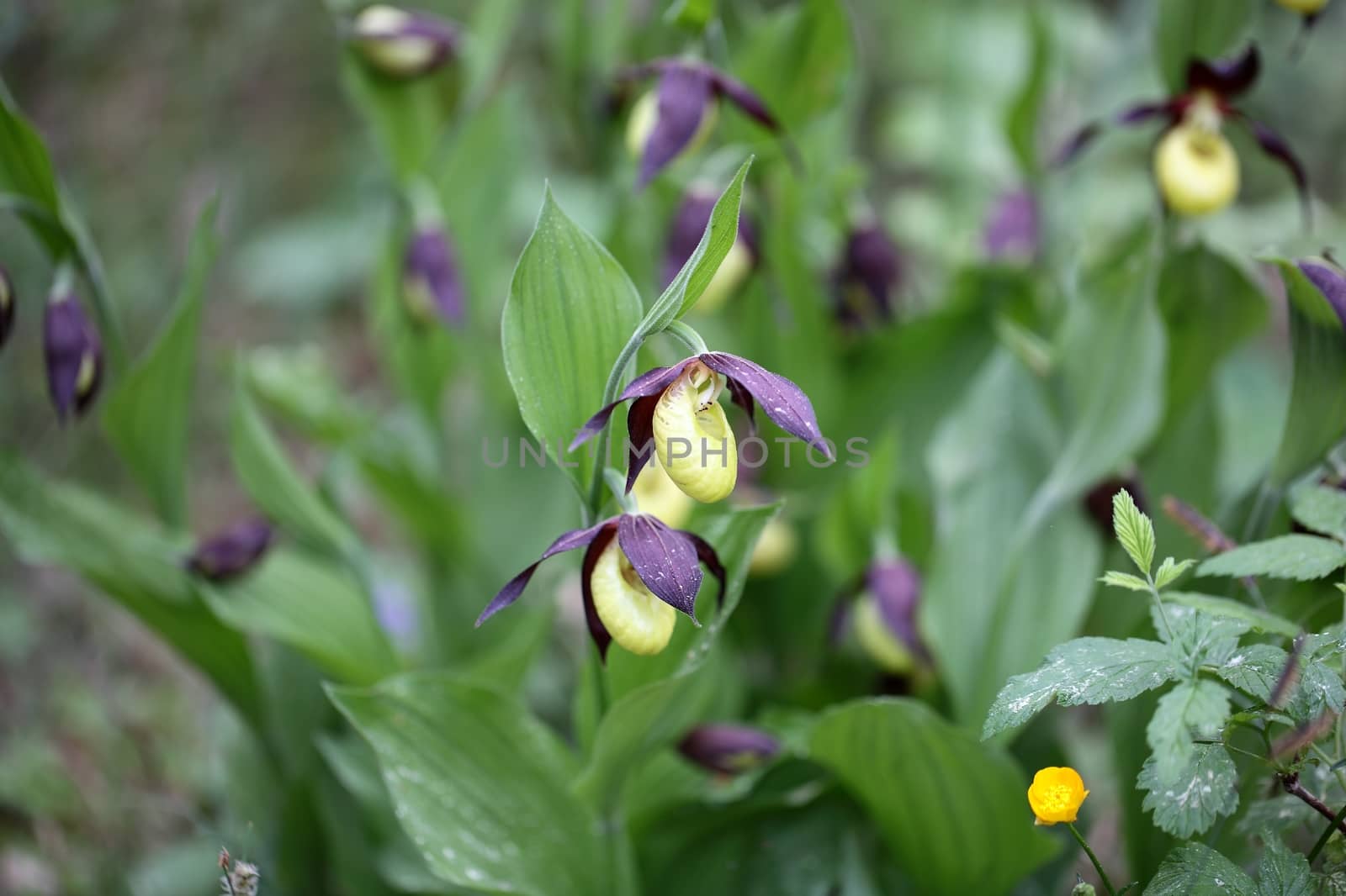 Ladys slipper Orchids (Cypripedium calceolus)