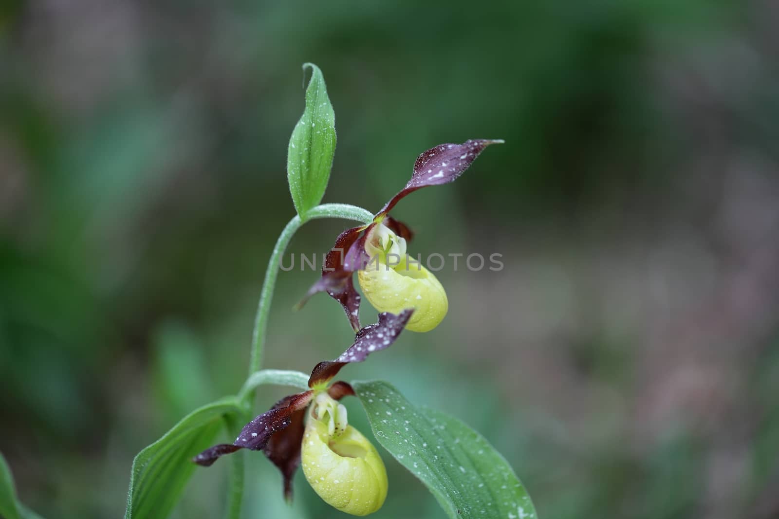 Ladys slipper Orchid (Cypripedium calceolus)