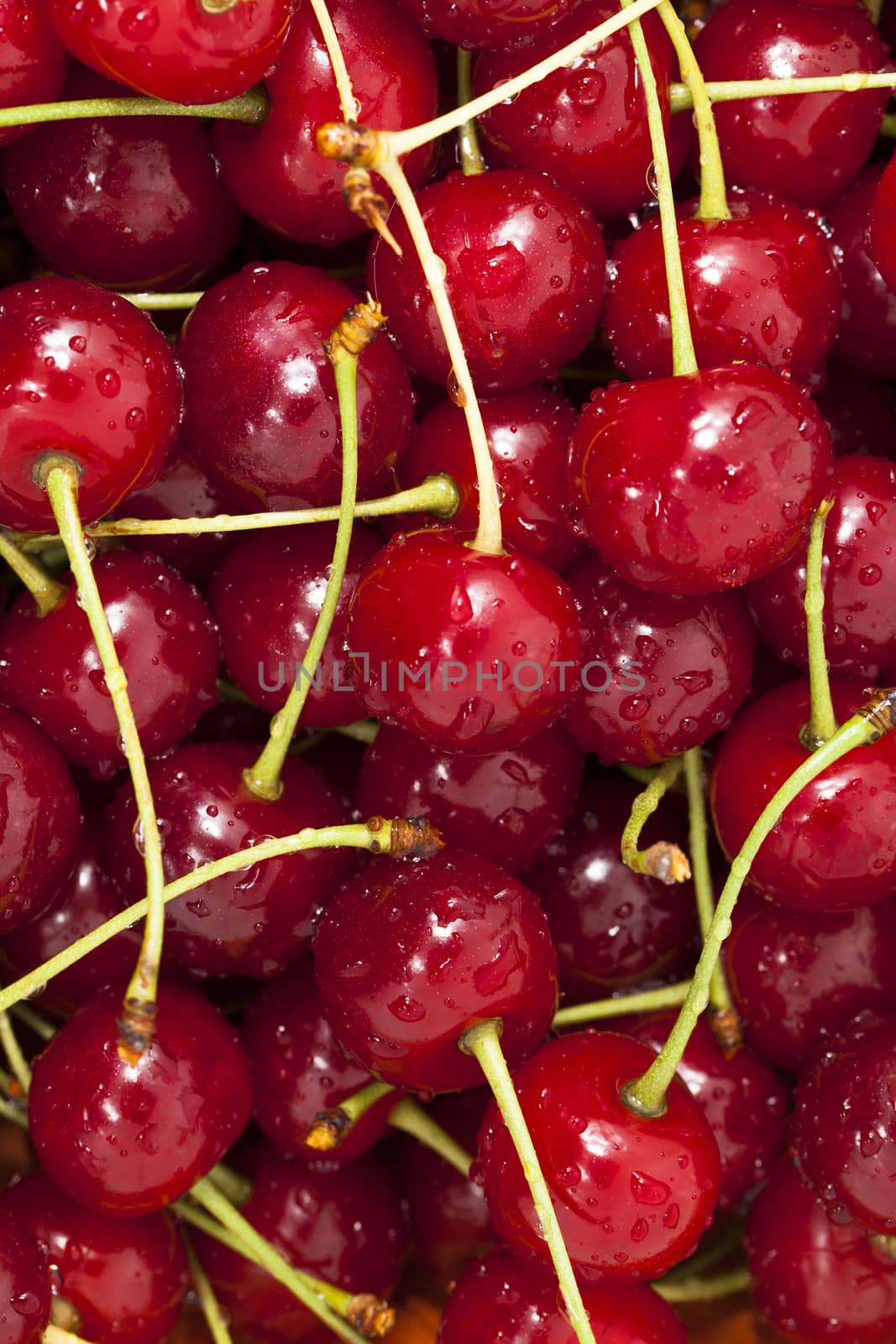   the ripe red cherries lying in a heap covered with drops of water