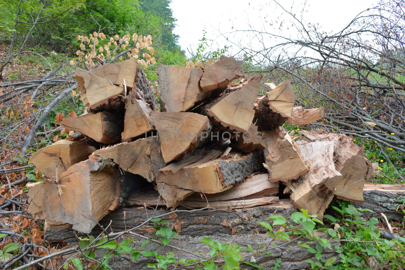 Pile of beech logs ready to be transported