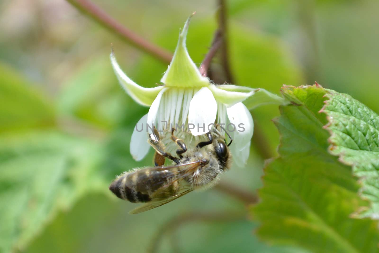 Honeybee on raspberry flowe