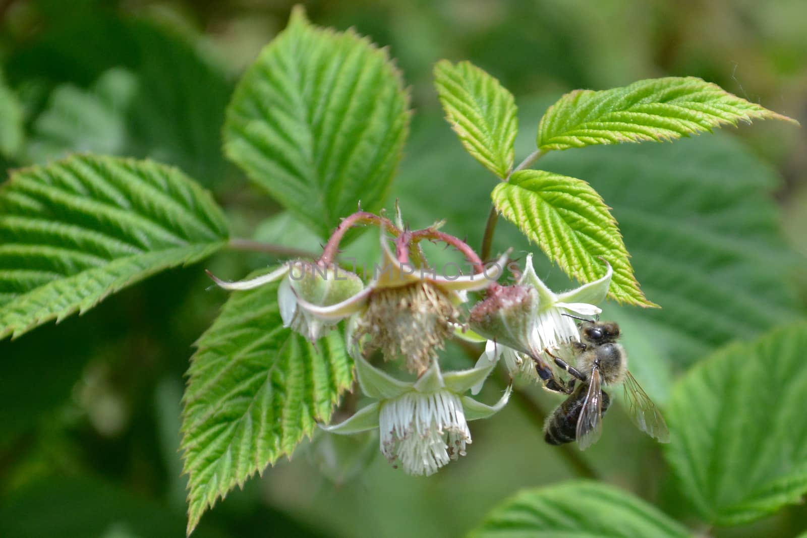 Honeybee on raspberry flowe