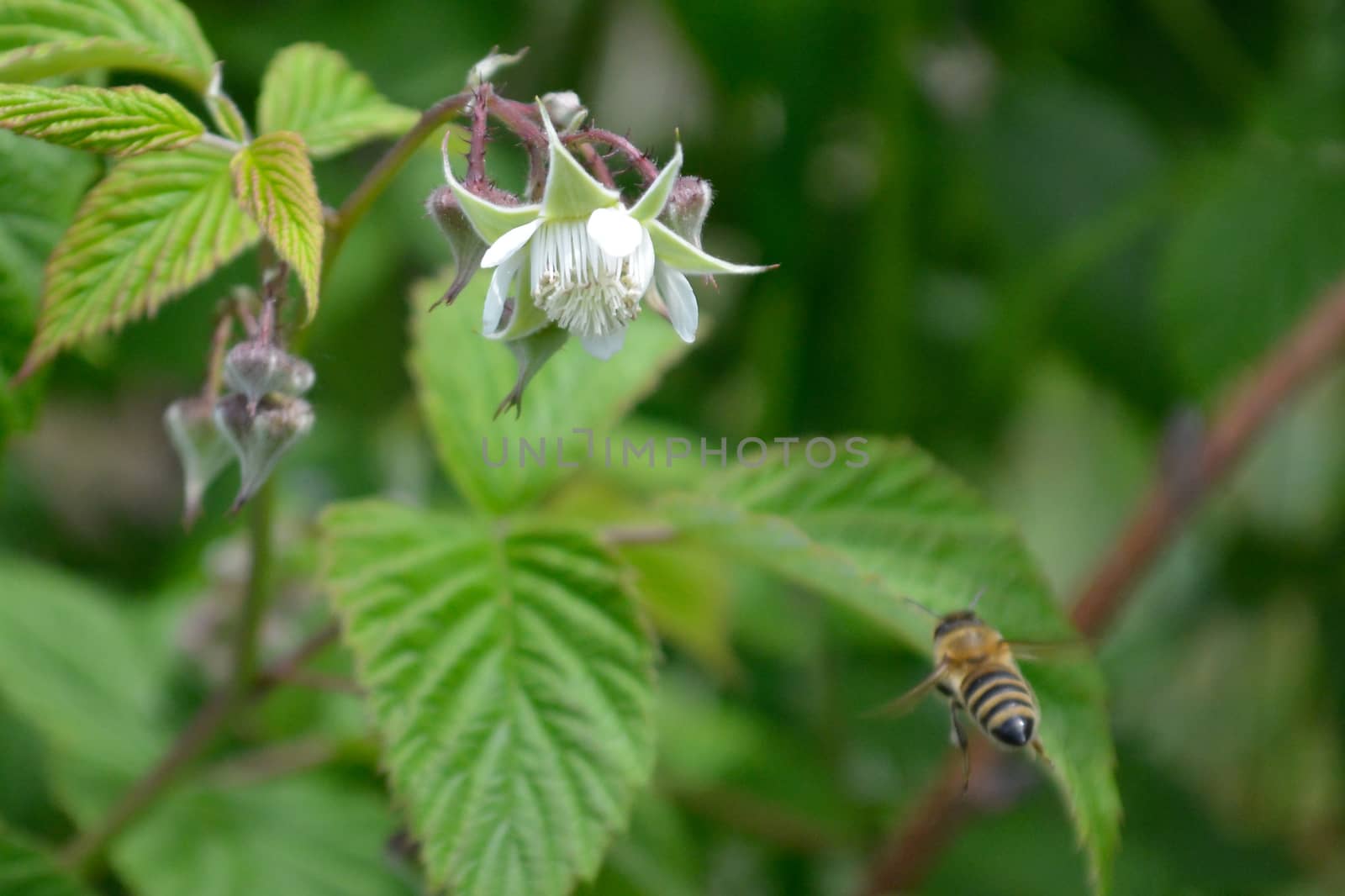 Honeybee on raspberry flower