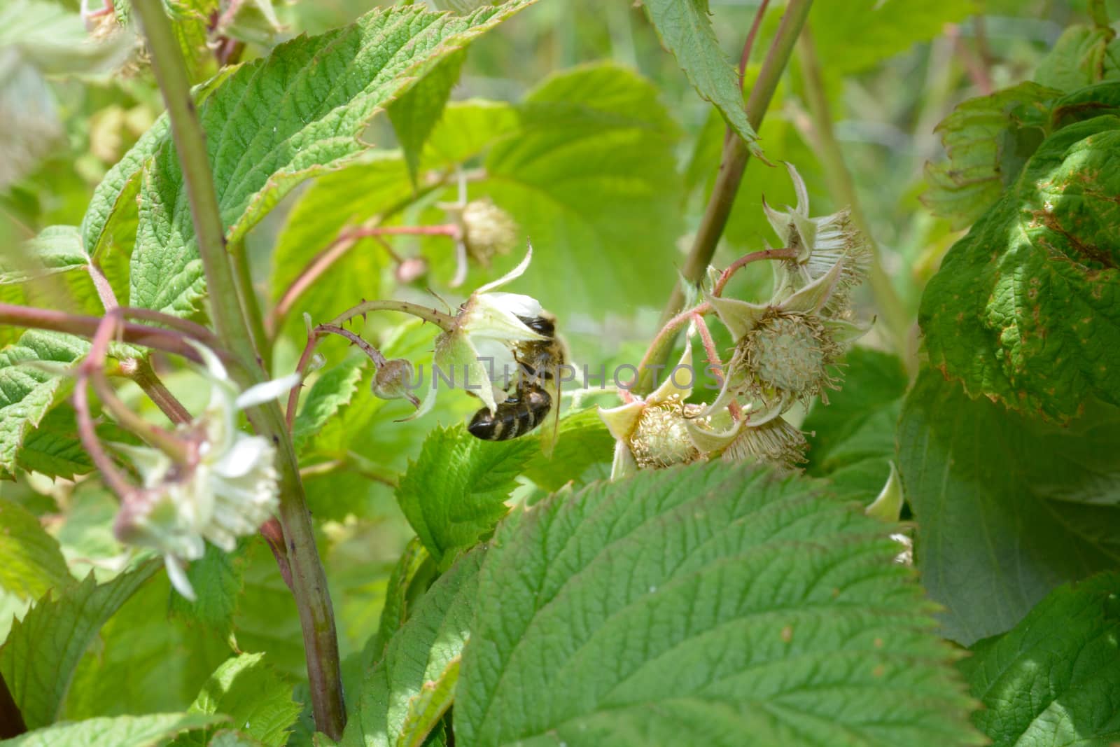 Honeybee on raspberry flower