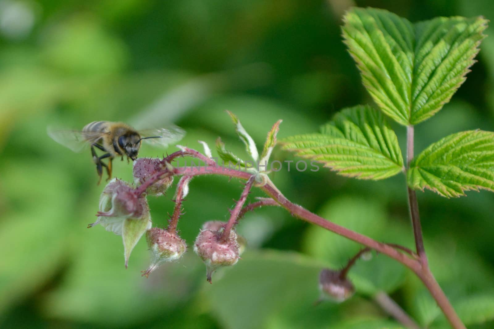 Honeybee on raspberry flower