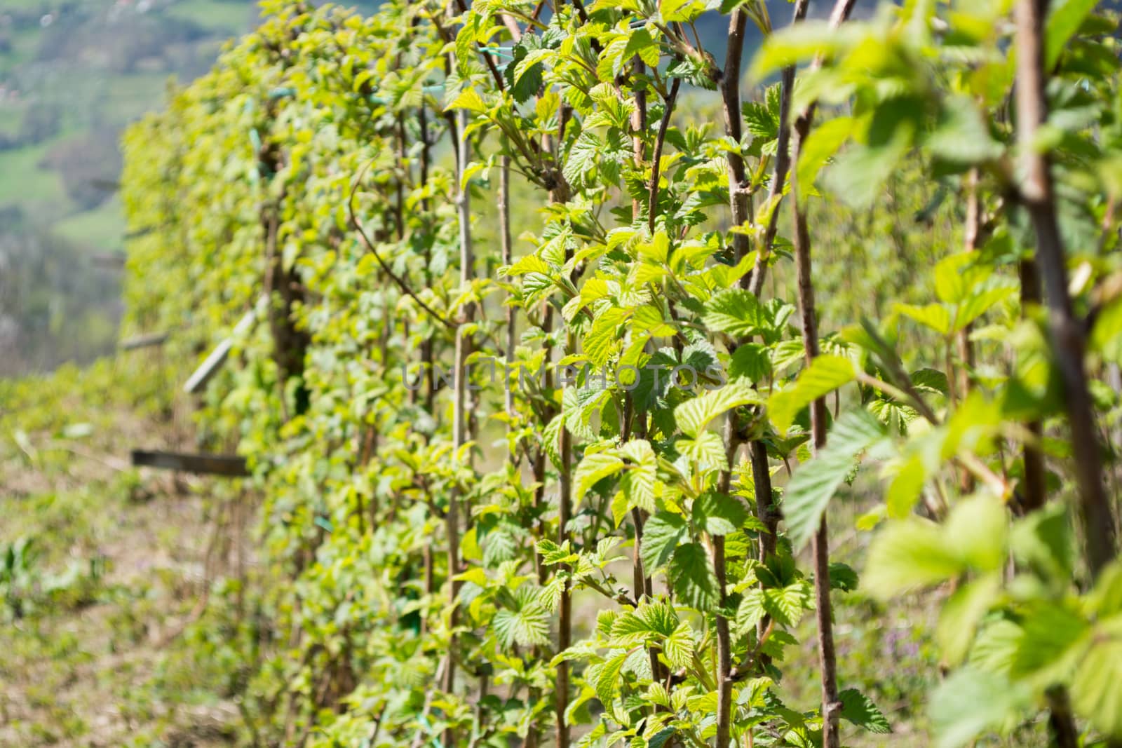 Raspberry field in early spring