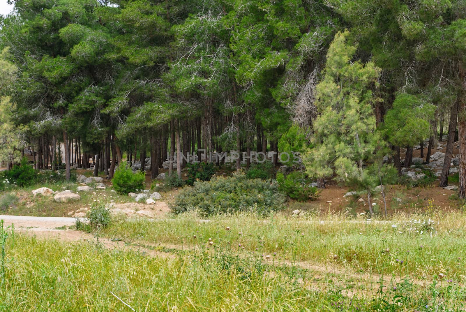 Spring Pine forest with stones. Israel. by Zhukow