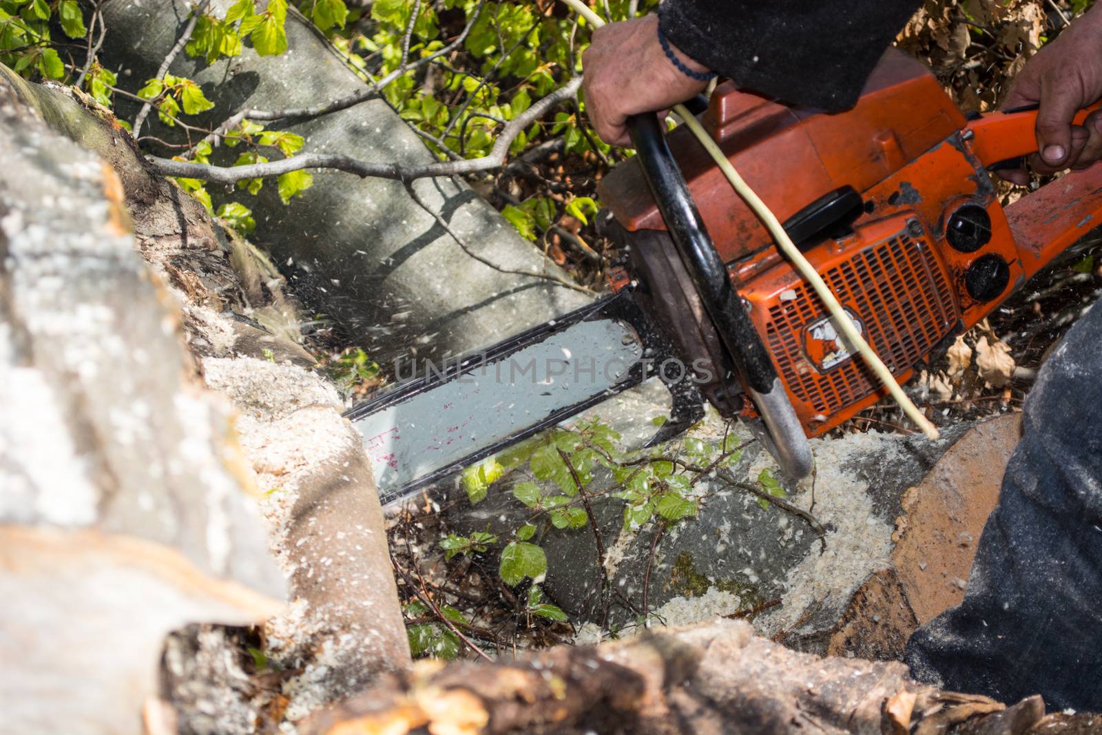 Beech log cut by lumberjack with chainsaw