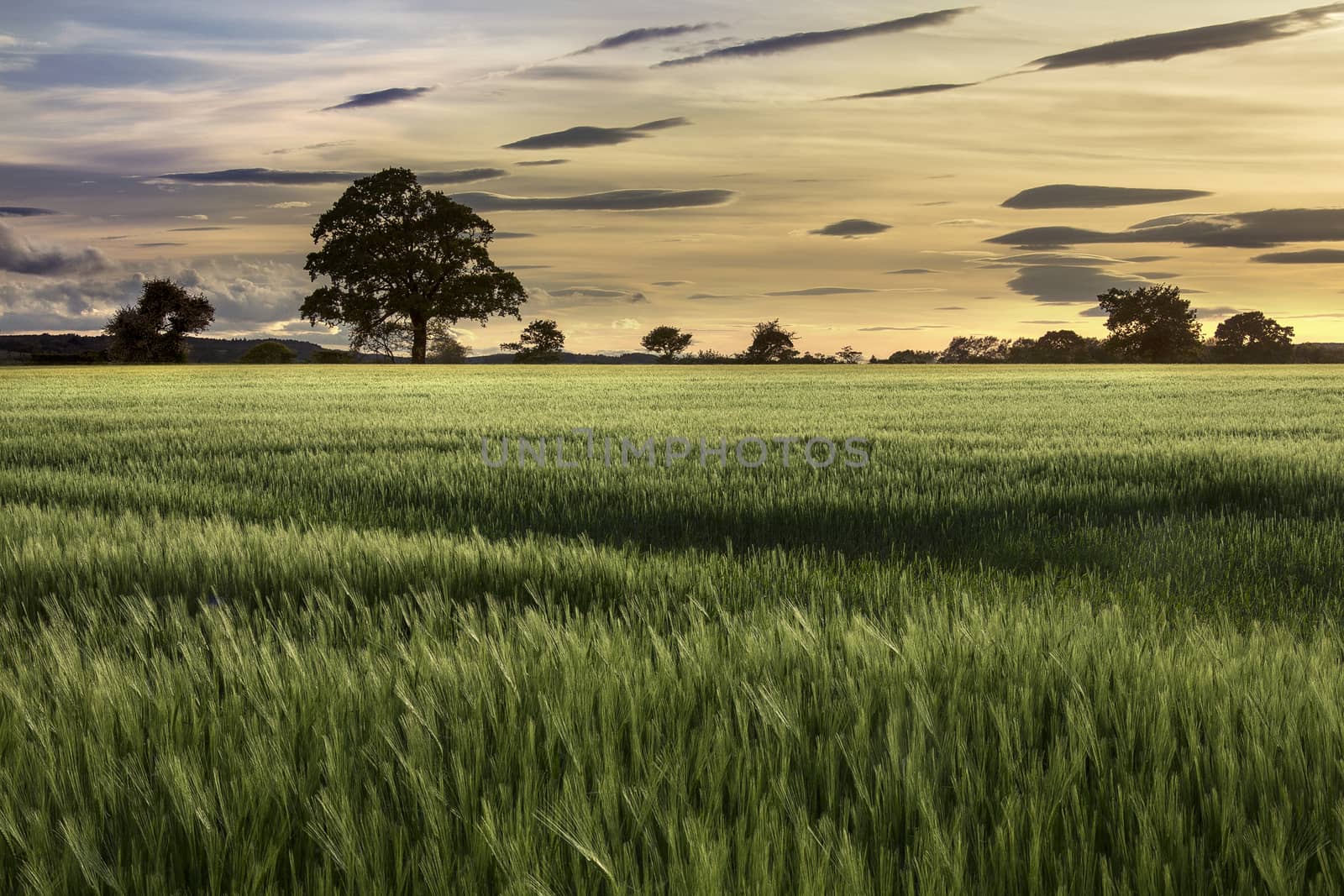 Evening sun over a crop of wheat in a farmers field. North Yorkshire in the United Kingdom.