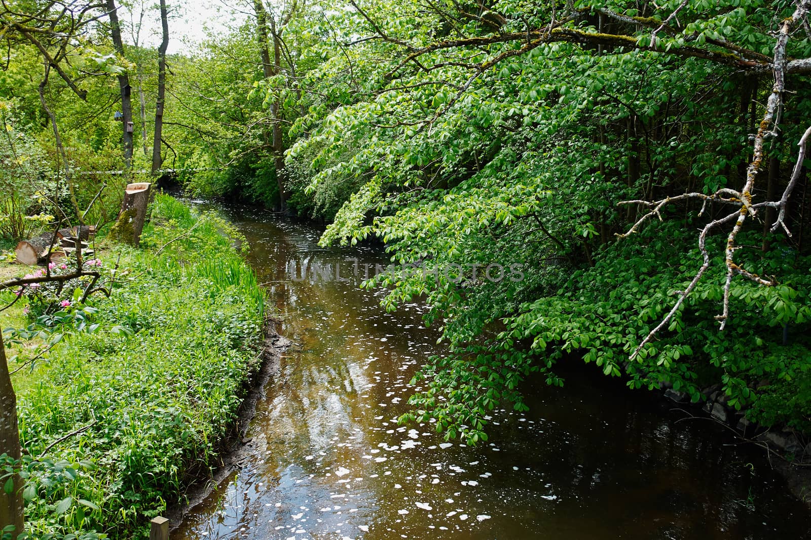 Small beautiful brook stream river in a green lush forest nature background                                       