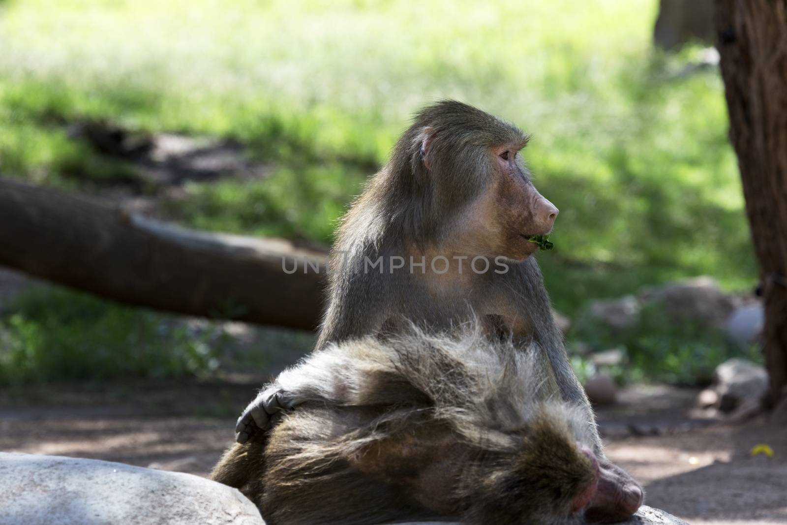 Hamadryas baboon casually munches leaf in soft sunlight.  Head is turned while eating. Location is Phoenix Zoo in Arizona, America's Southwest. 