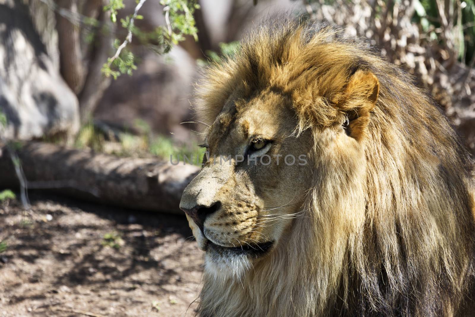 Close up of lion with focus on head in regal pose.  Location is Phoenix Zoo in Arizona.  