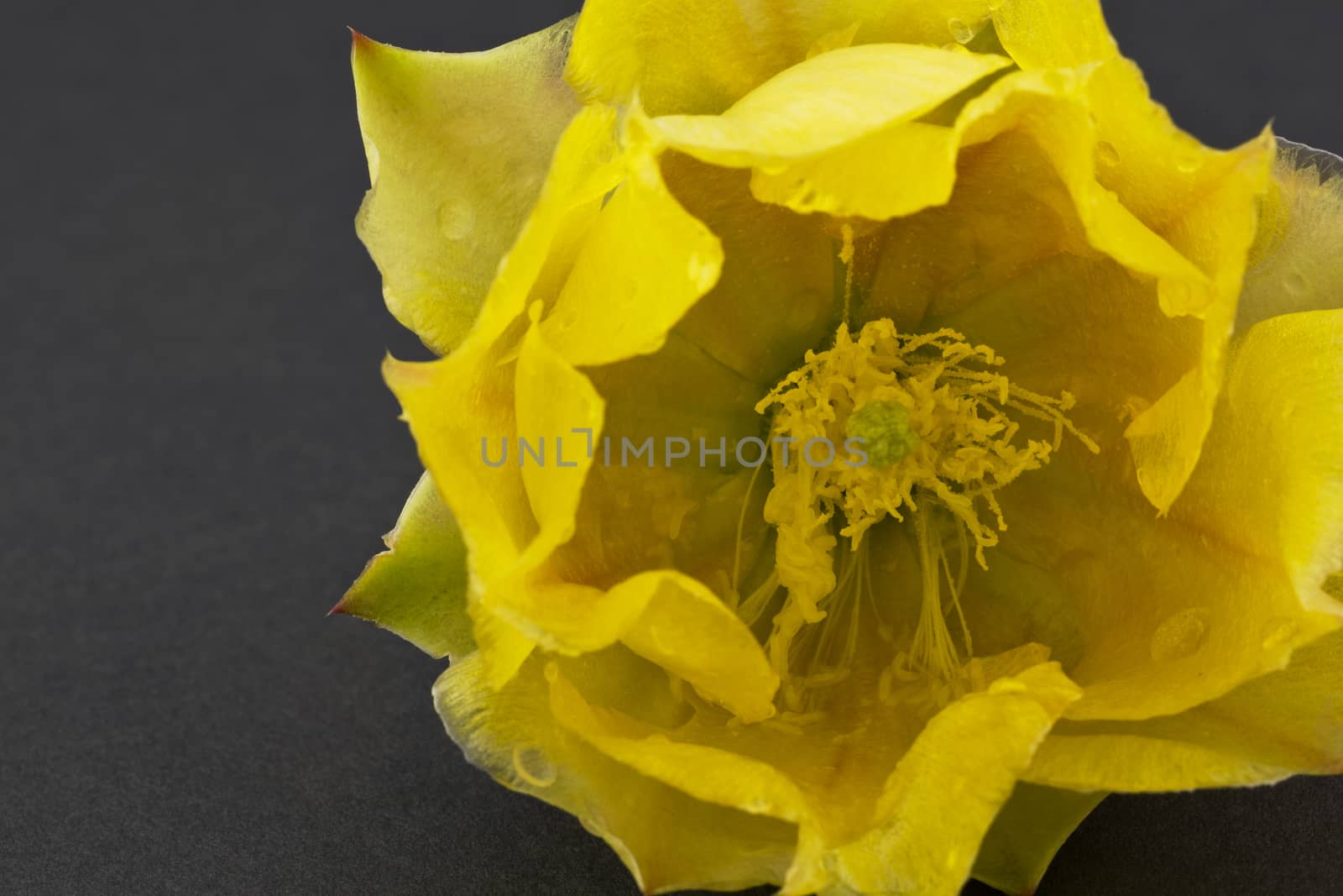 Stamen and pollen visible in macro photograph of yellow prickly pear cactus blossom placed on gray background.  Plant grows in Sonoran desert in Arizona, part of America's Southwest region. 