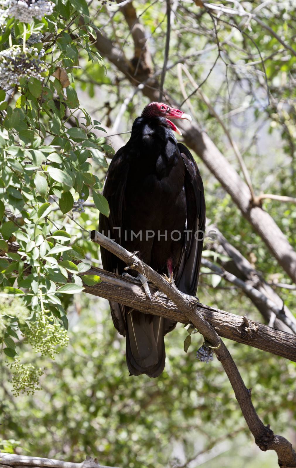 Red head visible and mouth open, a turkey vulture vocalizes from perch on tree branch.  Location is Phoenix Zoo in Arizona in popular Valley of the Sun area of America's Southwest region.  