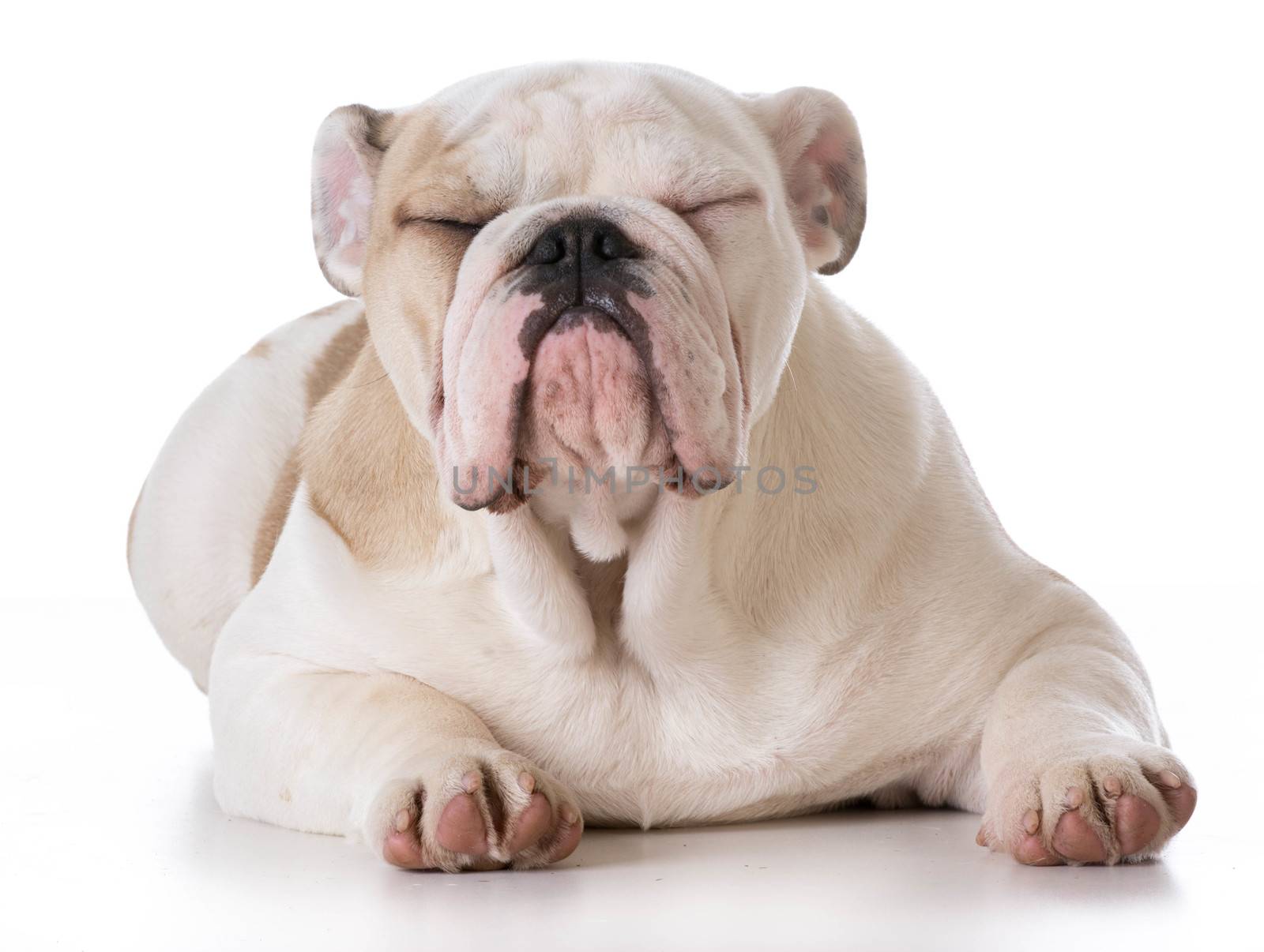 bulldog puppy laying down by willeecole123