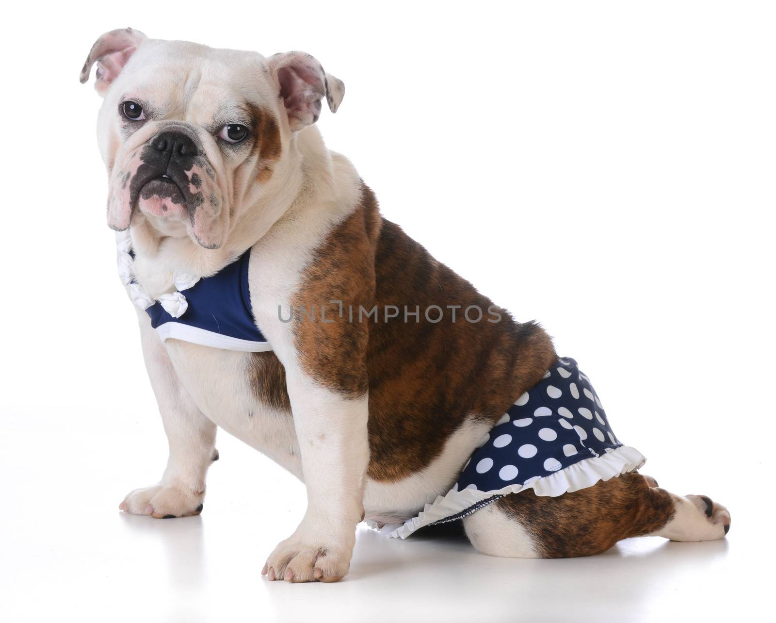dog wearing bathing suit by willeecole123
