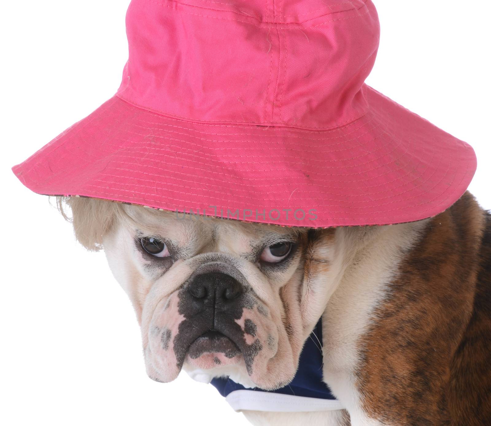 female dog wearing wig and hat on white background - bulldog