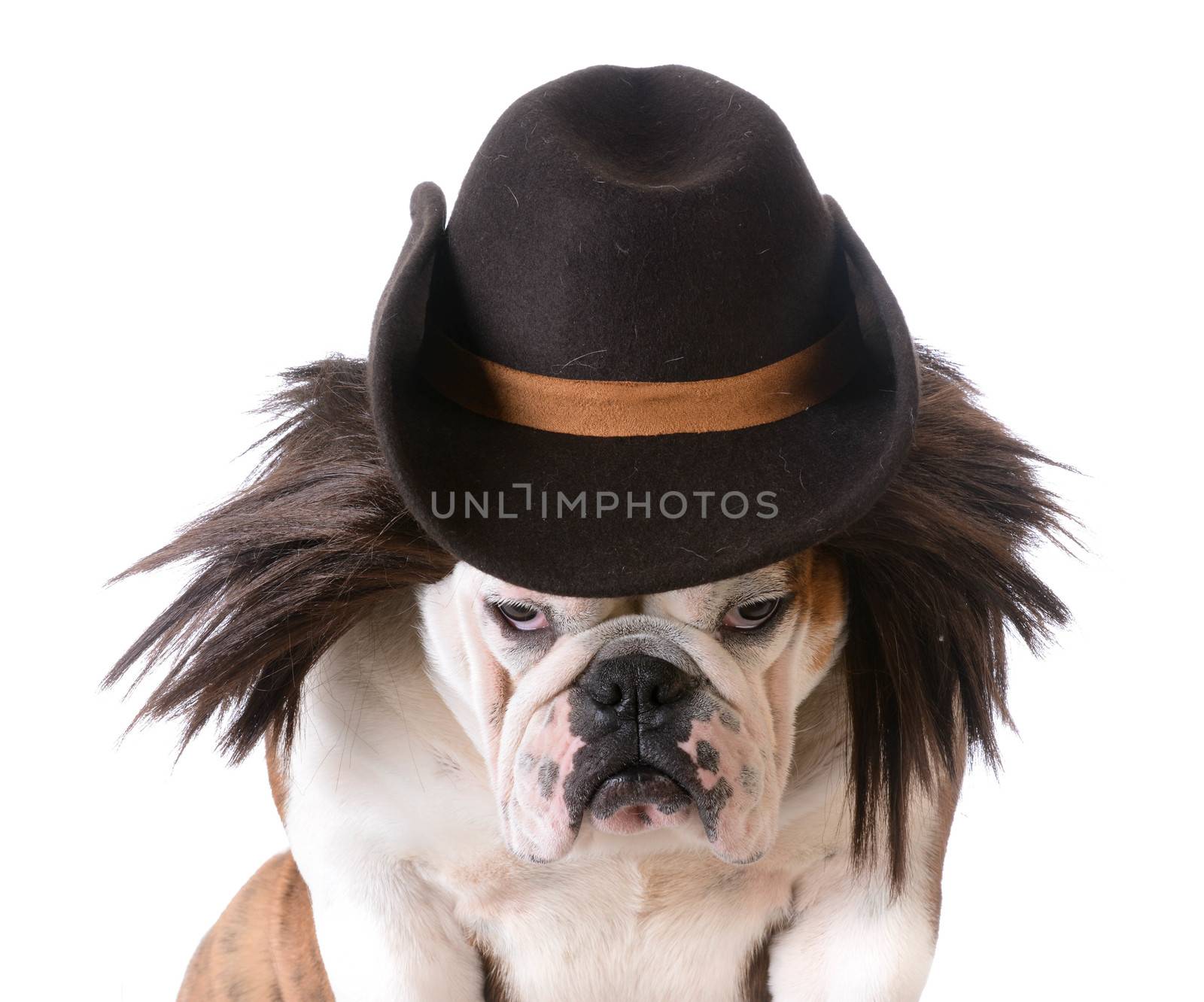 funny dog wearing western hat and wig on white background