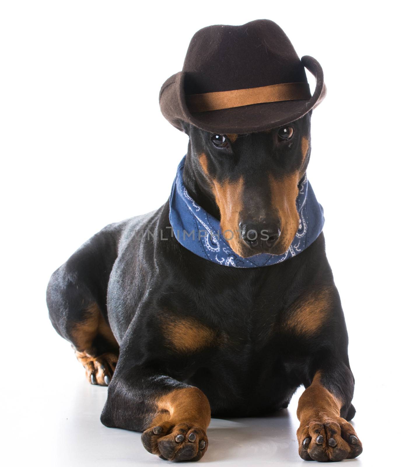 country dog - doberman pinscher dressed up with cowboy hat and bandanna on white background