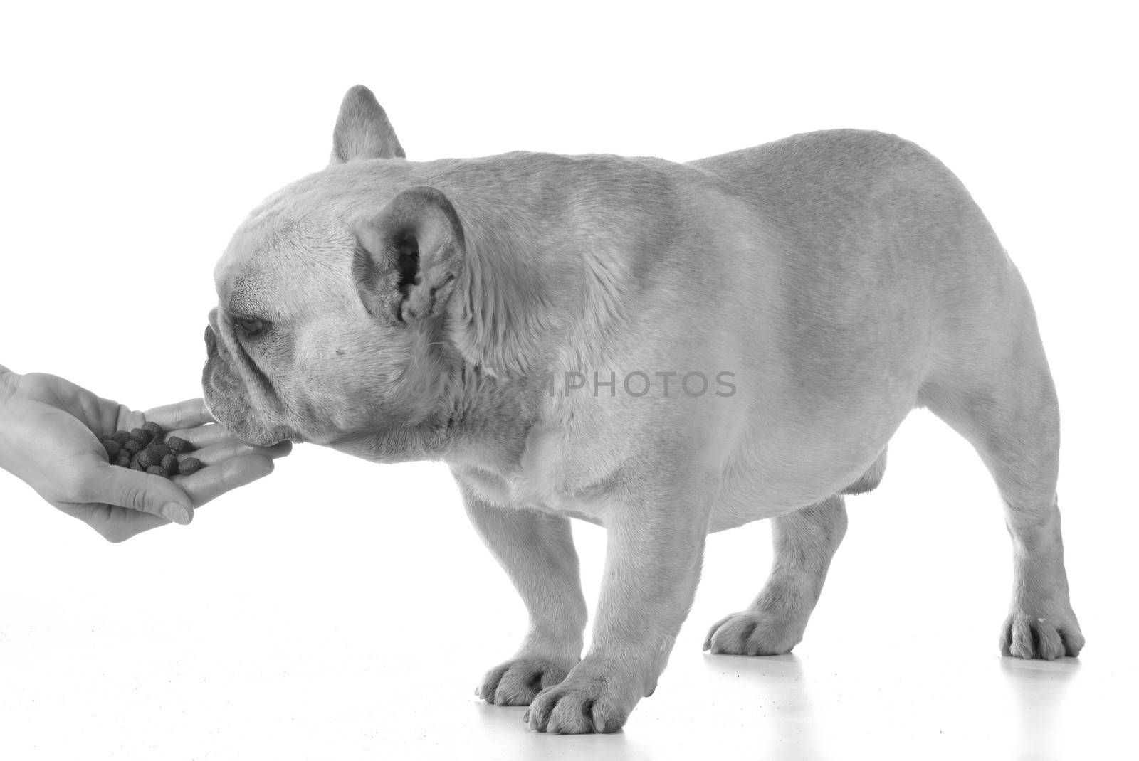 hand feeding the dog - french bulldog on white background