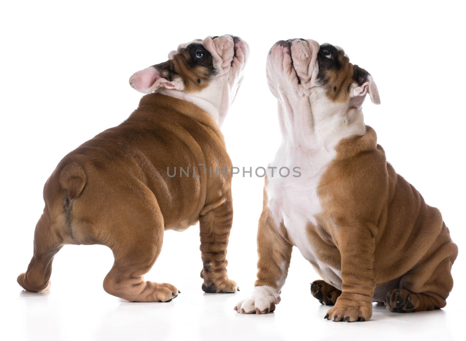 cute puppy sitting looking up on white background - bulldog three months old