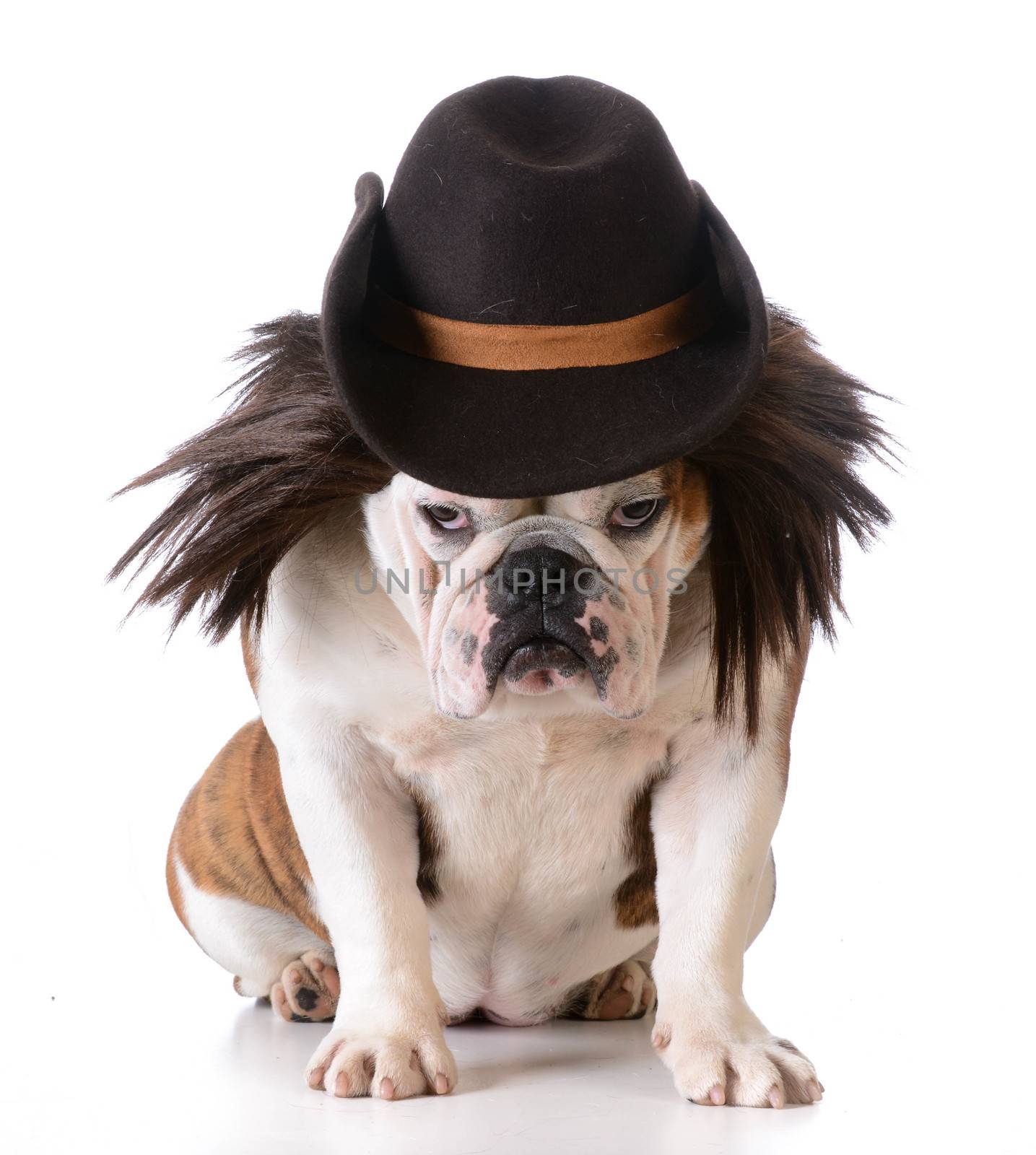 funny dog wearing western hat and wig on white background