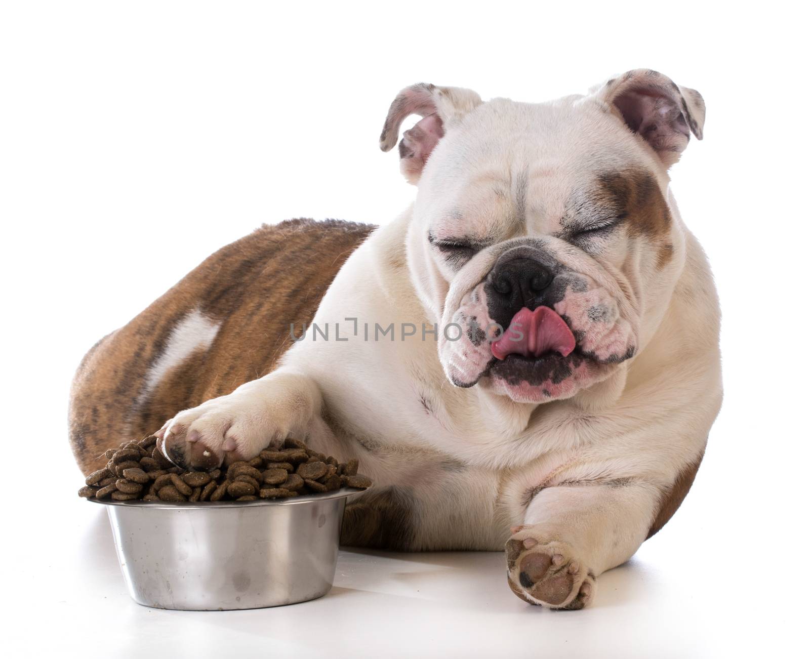feeding your pet - bulldog puppy laying with pay in dog bowl