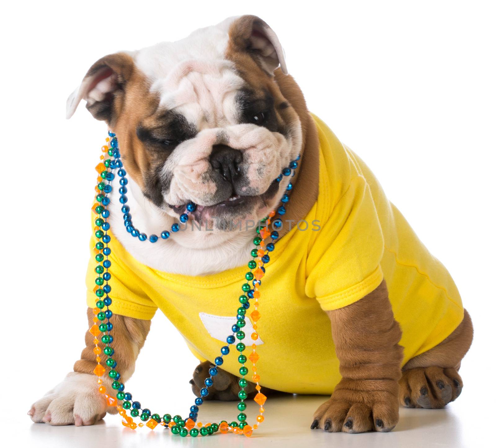 cute puppy chewing on beads - bulldog - 3 months old