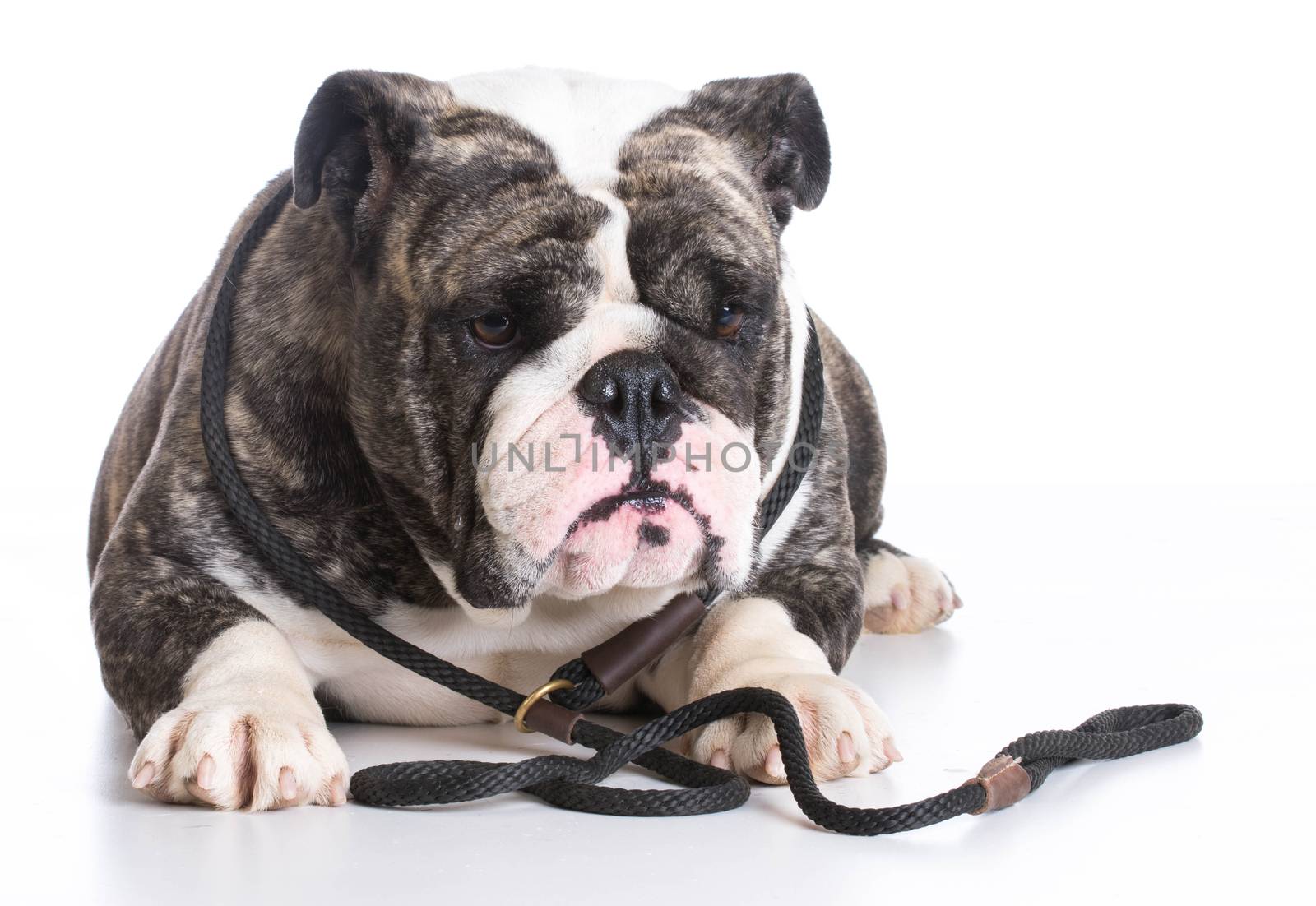 dog on a leash - bulldog wearing a slip lead laying down on white background
