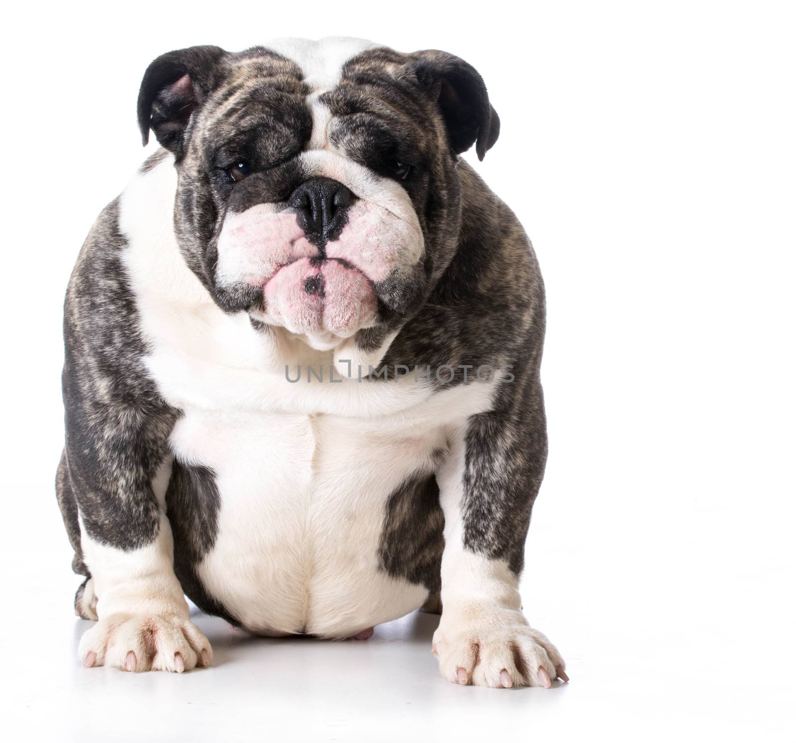 bulldog sitting looking at viewer on white background