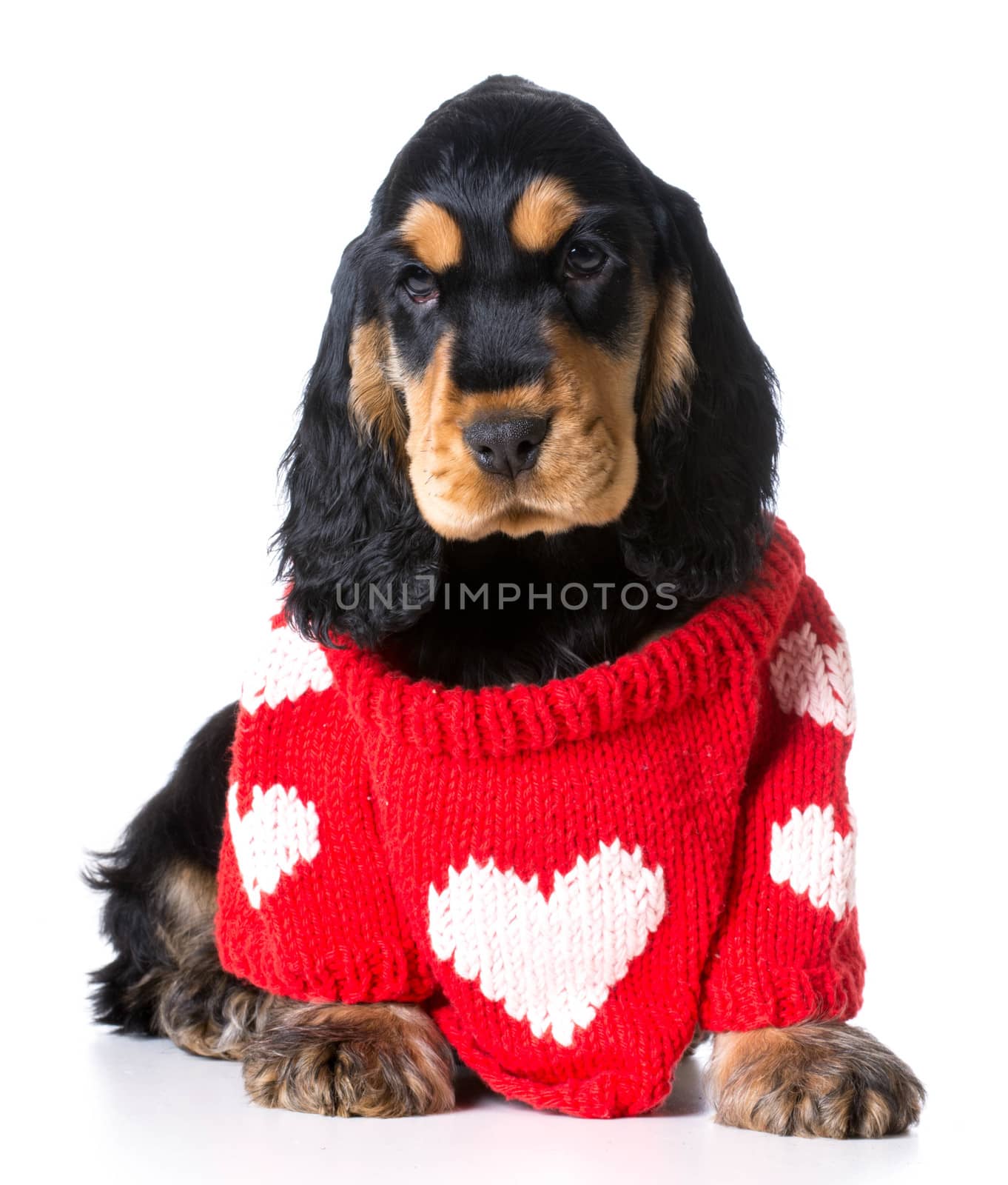 puppy love - cute english cocker spaniel puppy wearing red heart sweater on white background