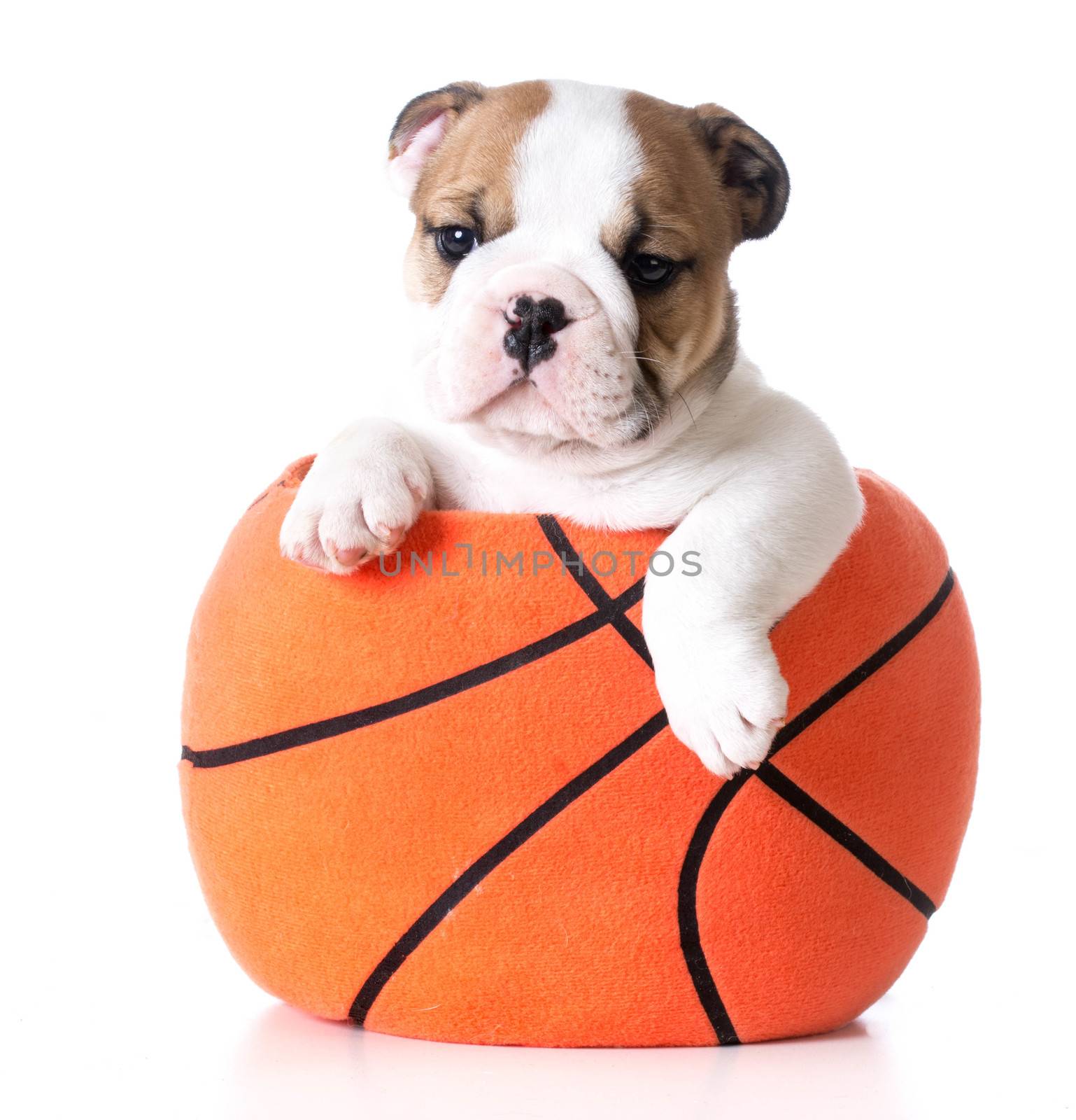 sports hound - bulldog puppy sitting inside a plush stuffed basketball