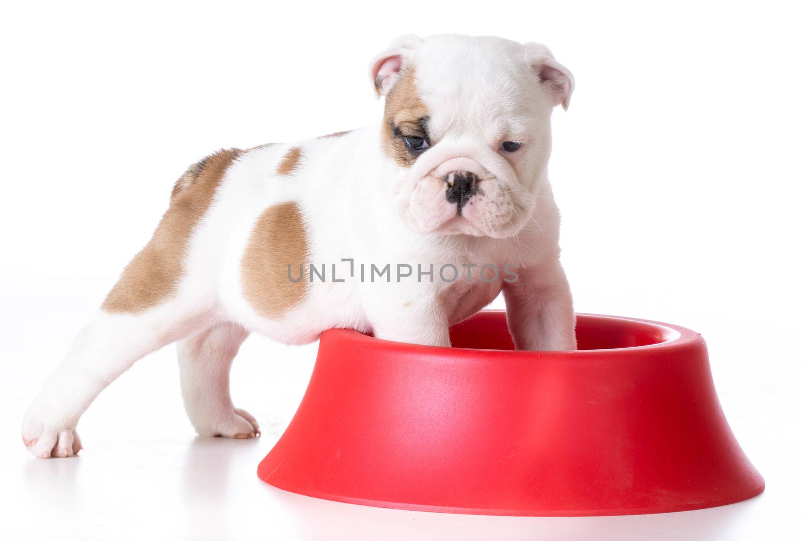 hungry puppy - bulldog puppy with front feet inside large dog bowl on white background