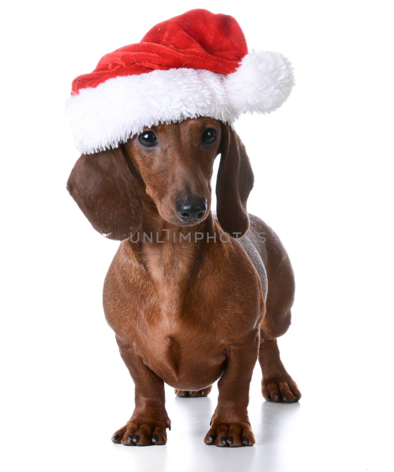 christmas puppy - miniature dachshund wearing santa hat on white background