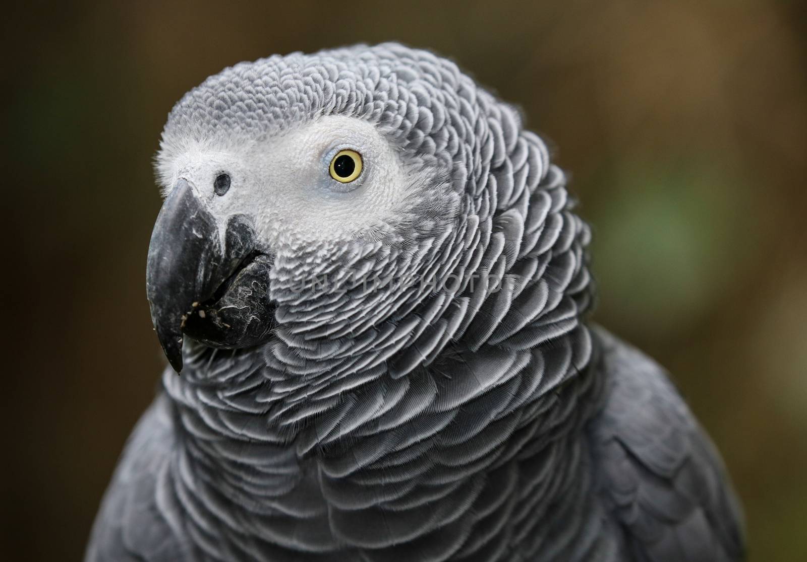 Portrait of a beautiful African Gray parrot bird