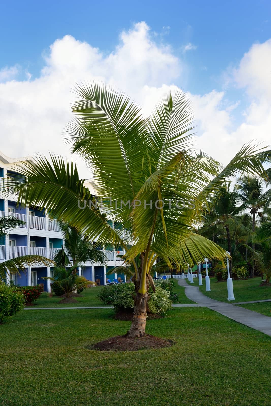 Palm tree at front of hotel by pauws99