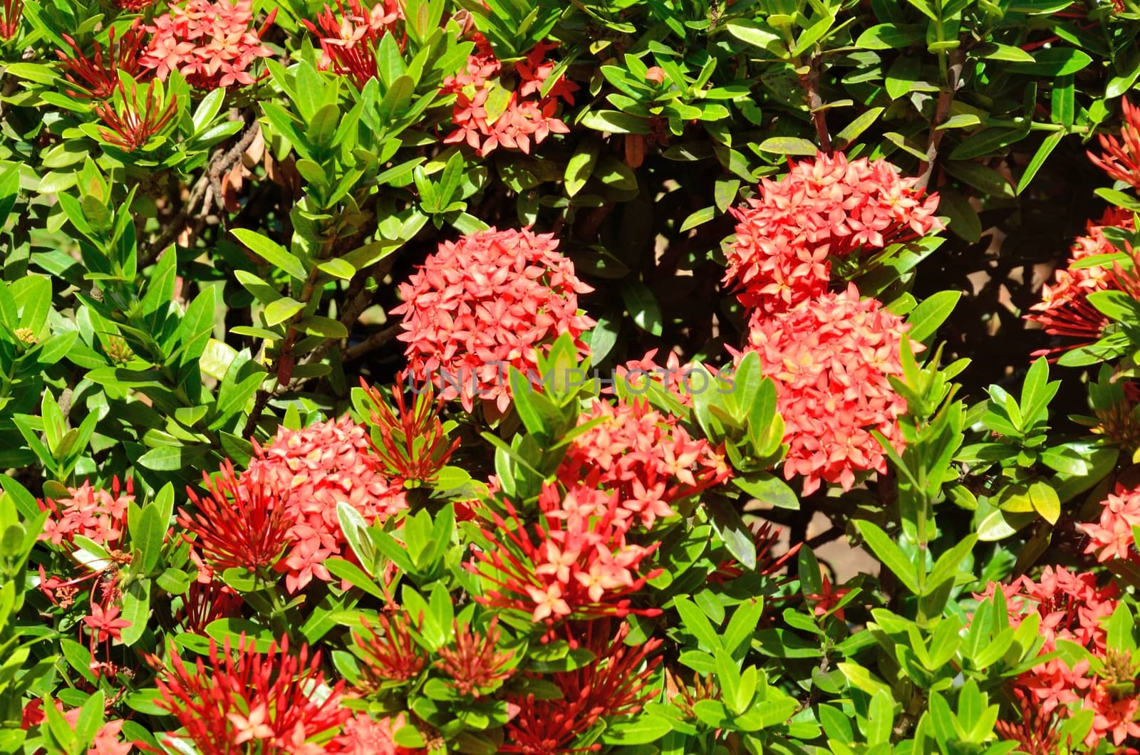 Group of Red tropical flowers by pauws99