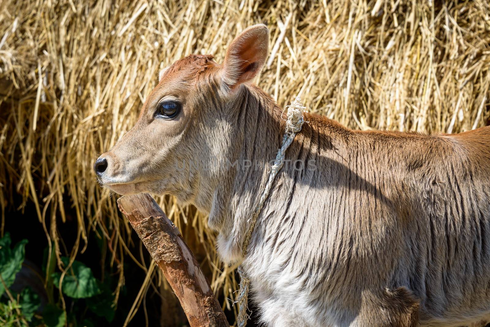 A calf attached to a pole