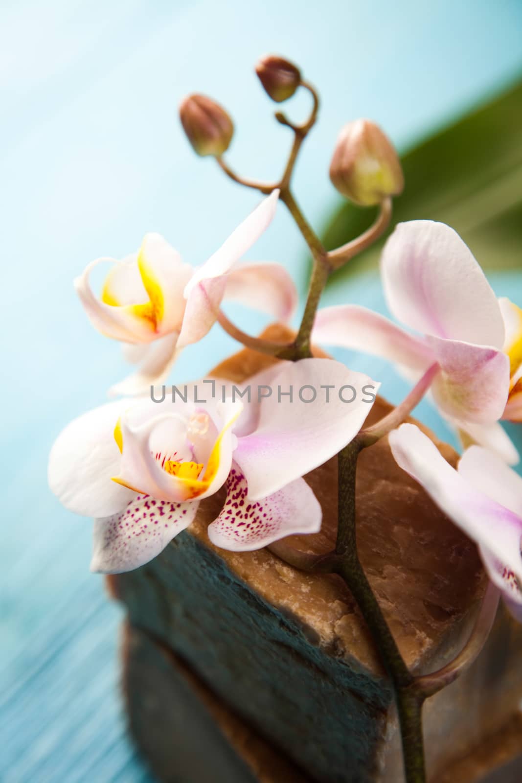 Beautiful orchids, fresh and organic concept