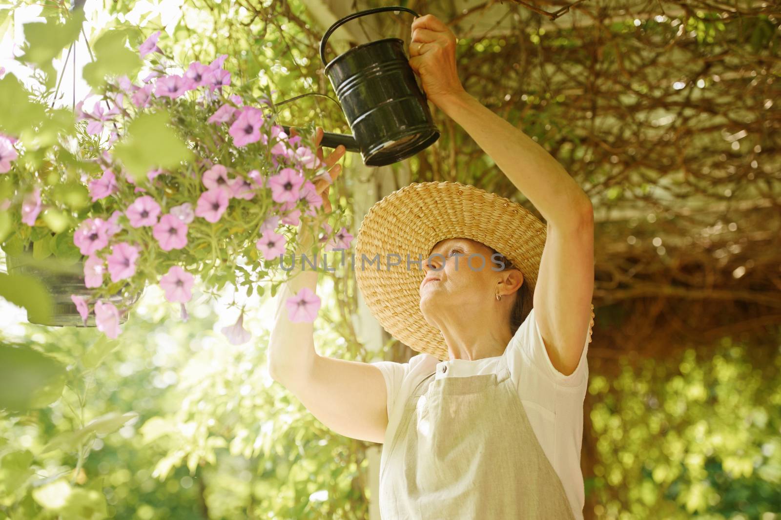 Senior woman waters the flowers in a hanging pot. She is standing under a vine covered pergola. Digital filters and flare.