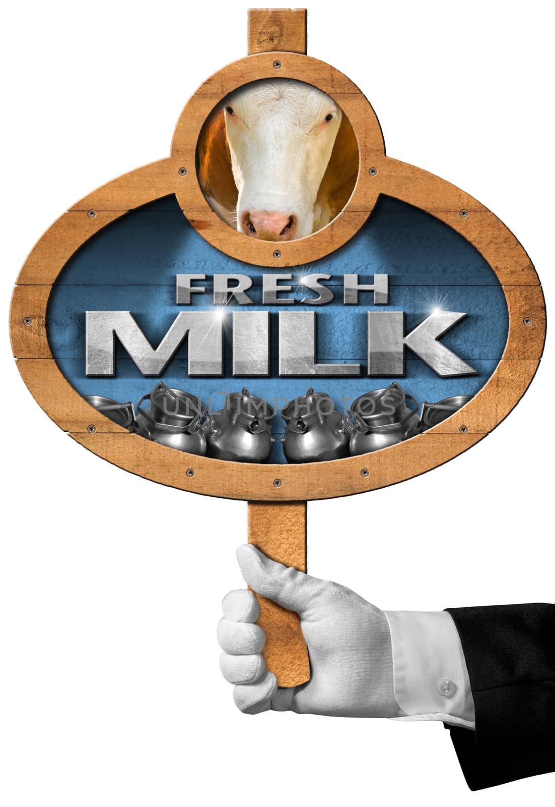 Hand of waiter with white glove holding a wooden sign with text fresh milk, steel cans for the transport of milk and cow. Isolated on a white background