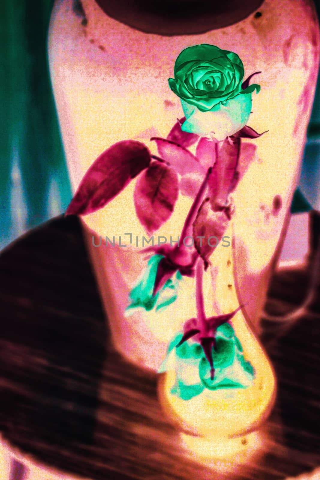 colorful rose in the vase