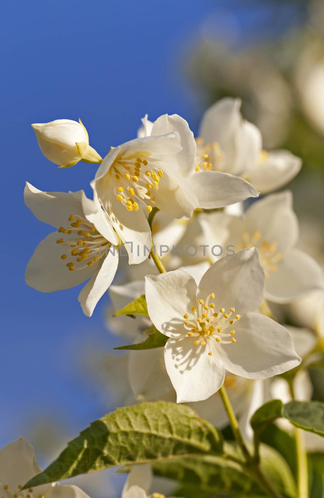  the white petals of a jasmine photographed by a close up